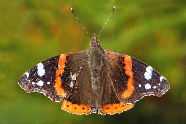 Red Admiral butterflies are often spotted in early spring. They may overwinter nearby as adults, or they may migrate back from their winter home in southern Texas. Photo by Ernie (Own work) [Public domain], via Wikimedia Commons.