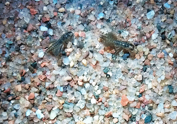 Three tails and two fringes of undulating gills help identify these aquatic insects as mayfly nymphs. Photo by Emily Stone