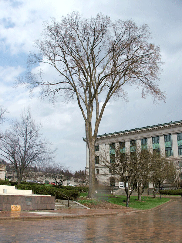 One of five remaining elms at the Civic Center. Photo credit: John Ramos