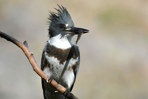 Belted Kingfishers are one of the few birds where females are more brightly colored than the males.