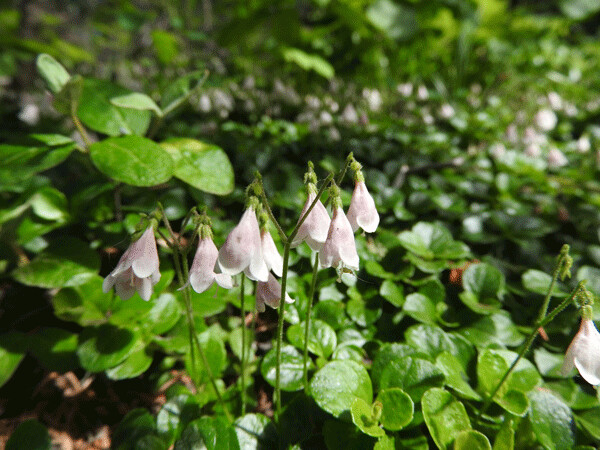 The delicate bells of twinflower bloom around the top of the globe. They are common in Wisconsin, but skip the arid plains and reappear in the unique landscape of the Black Hills. Photo by Emily Stone.