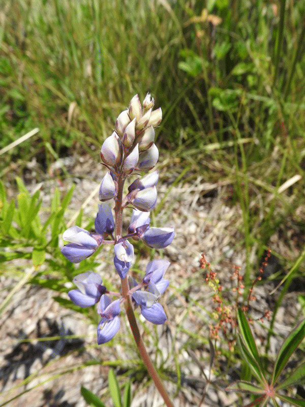 Sundial lupine can survive in poor, dry, sandy soil because it forms a relationship with nitrogen-fixing bacteria on its roots. Photo by Emily Stone.