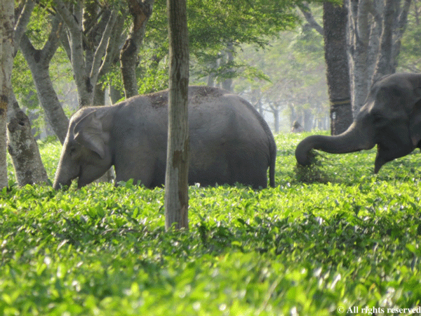 Photo by Anshuma Basumatary, courtesy of Certified Elephant FriendlyTM