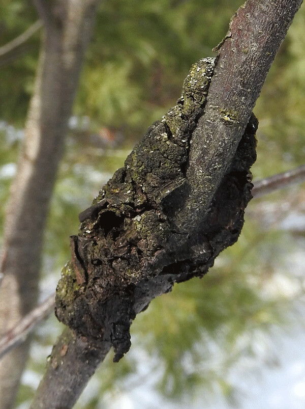 Black knot fungus attacks trees and shrubs in the Prunus genus, which includes cherries and plums. Photo by Emily Stone.