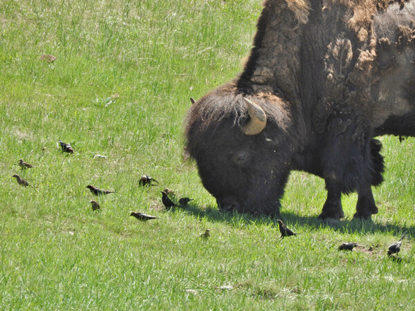 Brown-headed cowbirds feed on insects that bison stir up as they graze, as well as seeds turned up by the bison’ heavy hooves. Photo by Emily Stone.