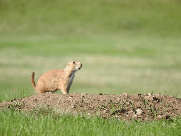 Prairie dogs shouted their alarm calls at me across the windswept prairie. Photo by Emily Stone. 