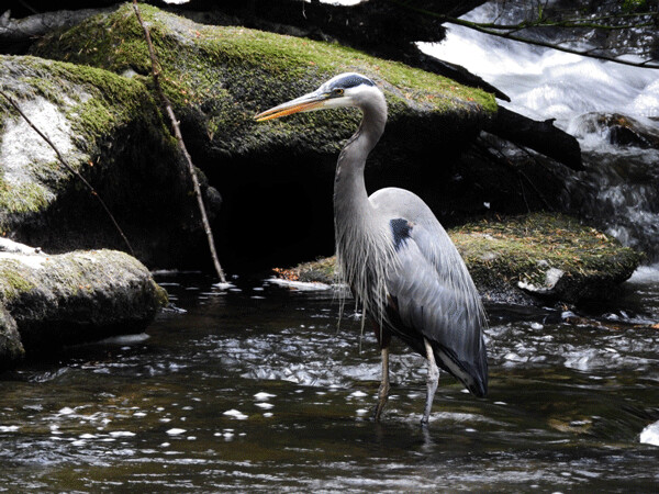 A great blue heron allowed me to stalk it with my camera while it was hunting above a waterfall. Photo by Emily Stone.
