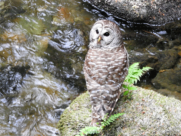 Barred owls have a very adaptable diet that sometimes include crayfish nabbed out of a stream or lake. Photo by Emily Stone. 