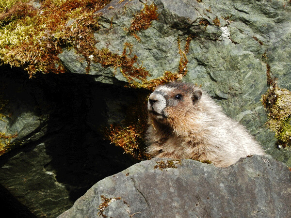 Hoary marmots live both in alpine areas and along the beaches of Alaska. Photo by Emily Stone.