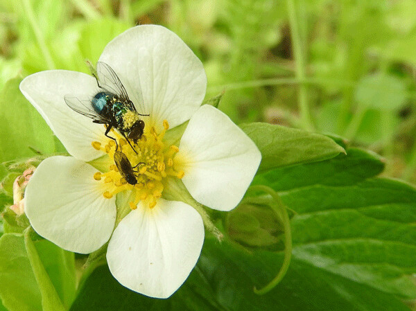 This iridescent blow fly sports pollen from a chocolate lily on its furry head, even while foraging on a wild strawberry blossom. Flies and beetles are more common pollinators than bees in chilly Alaska. Photo by Emily Stone. 