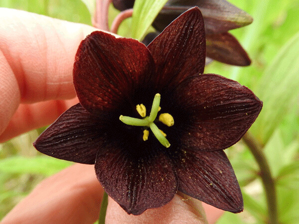 Chocolate lilies look beautiful, but smell like rotting meat. The combination of their color and scent attracts flies as pollinators. Photo by Emily Stone.