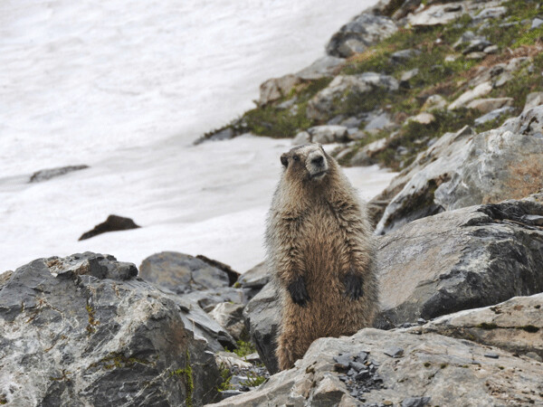 Hoary marmots are the largest members of the squirrel family in North America. They feed on flowers, berries and lichen in the alpine zone, and hibernate in their year-round dens. Photo by Emily Stone.  