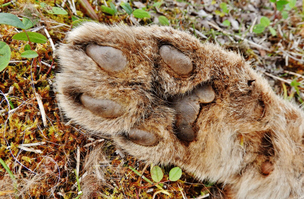 Canada lynx and snowshoe hares and are linked together as predator and prey in a 10-year cycle of population highs and lows. They also share a key adaptation: huge, furry feet that help them float on deep snow. Photo by Emily Stone. 