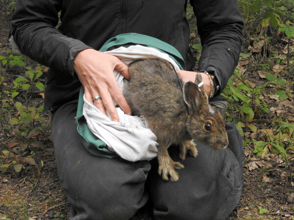 This freshly-tagged and processed snowshoe hare gets to venture back into the wilds. Will researchers catch it again next year? The likelihood is small, since up to 85% percent of hares don’t live longer than a single year. Photo by Emily Stone.