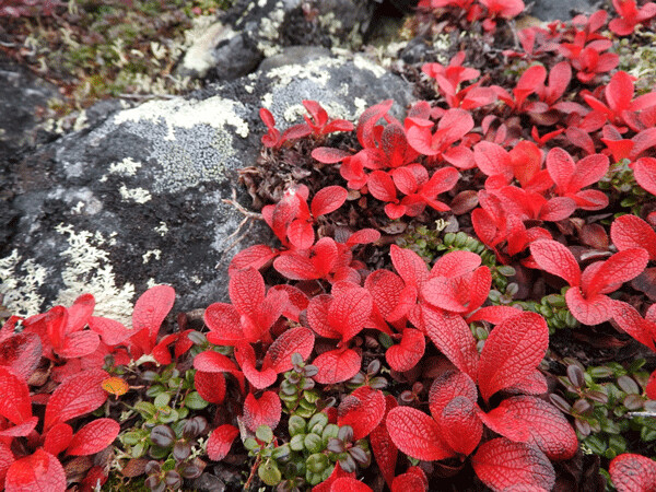 Alpine bearberry is a circumpolar plant that grows all around the top of the globe. It’s scarlet leaves carpet the autumn tundra and lingonberry leaves peek through. Photo by Emily Stone. 
