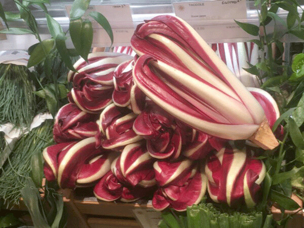 Radicchio Treviso for sale in Milan, Italy.  Photo by Ari LeVaux. 