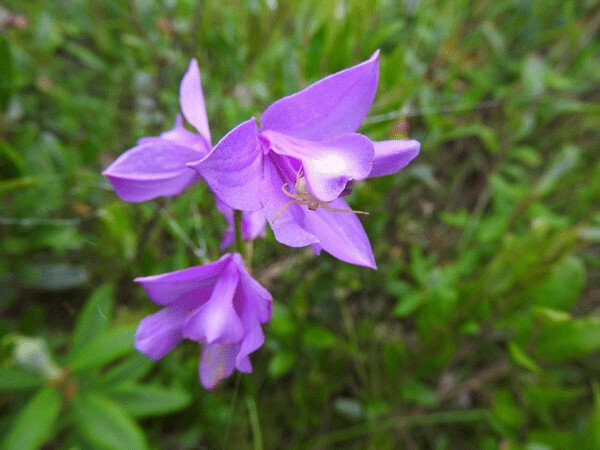 Grass-pink orchids are a delightful thing to discover in a bog. Photo by Emily Stone.