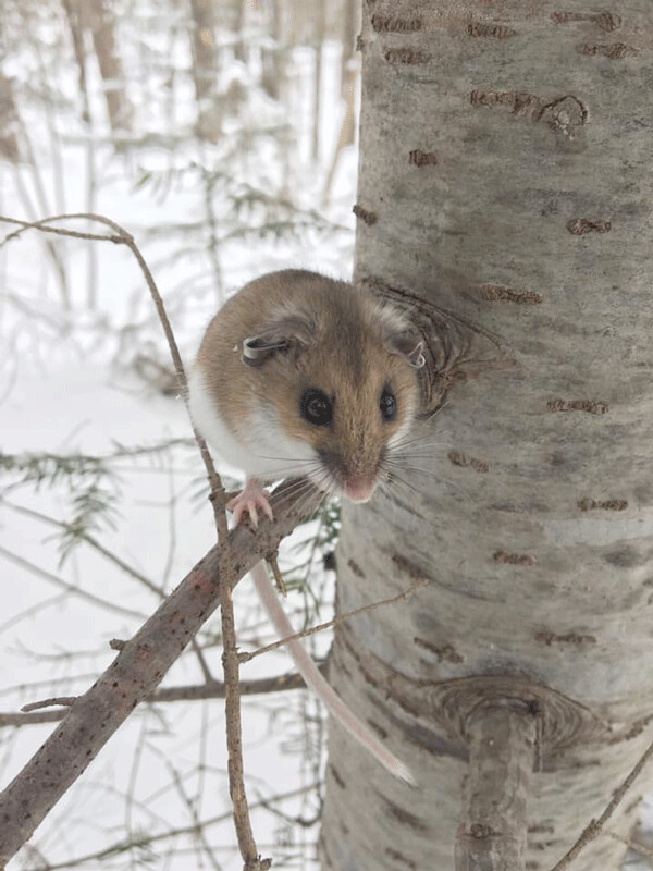Deer mice are excellent tree climbers and will often use cozy cavities to snuggle in with their friends and stay warm. Photo by Ally Moser Scott. 