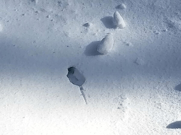 Many little critters, including mice, prefer to spend winter in the Subnivean Zone where heat from the Earth and a blanket of snow help regular temperatures. This mouse wasted no time in getting back under the snow when it was released from the clutches of science. Photo by Sarah Nagel. 