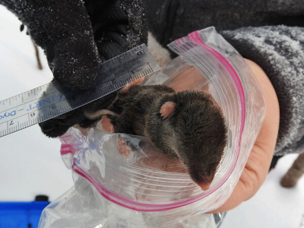 Short-tailed shrews were plentiful in Ally and Sarah’s small mammal traps. They are 80,000 fold smaller than elk, and so much burn a lot of calories to stay warm. Photo by Emily Stone.