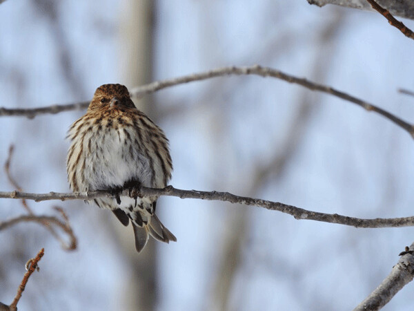Pine siskins put on more fat than many other little birds. They also fluff out their feathers and tuck up their toes to stay warm on frigid days. Photo by Emily Stone.