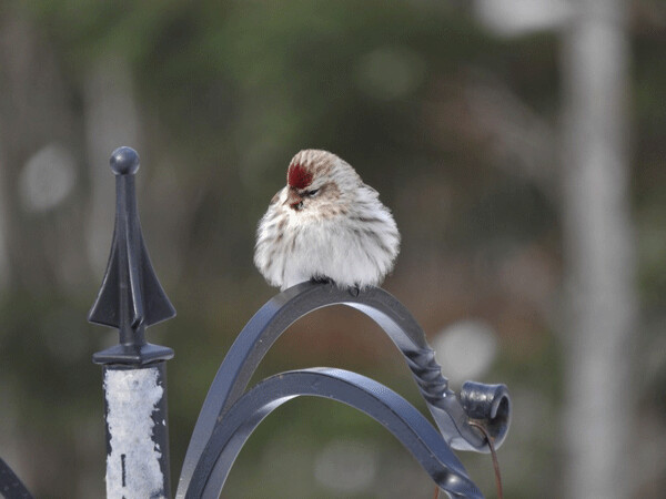 Common redpolls add 31 percent more feathers for the winter, and then they also fluff out their feathers and tuck up their toes to stay warm on frigid days. Photo by Emily Stone.
