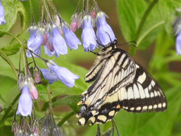 Tiger swallowtail butterflies bring sunshine to the north, but they must have a suite of adaptations to survive the cold winters—and cold summers—of Alaska. Photos by Emily Stone.
