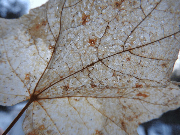 Leaves are stripped of valuable resources before they fall, and then bacteria and fungi empty their cells further while under the snow. Only tough cellulose remains. Photo by Emily Stone.