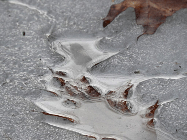 Oak leaf: An oak leaf holds a puddle that reflects the sky lace of the twigs where it once lived. Photo by Emily Stone.