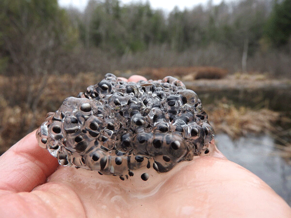 This mass of wood frog eggs will soon become a swarm of tadpoles—who will eat mosquito larvae with gusto! Photo by Emily Stone.  