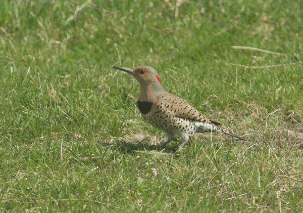 Northern flickers are woodpeckers who spend much of their time foraging for ants on the ground. Photo by Larry Stone.