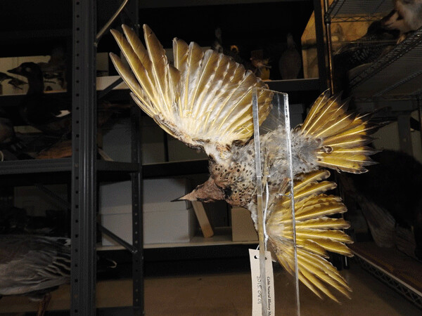 While the drab tan and black backs of northern flickers help them blend in, the undersides of their wings and tail flash a sunny yellow color when they fly. This taxidermy specimen from the collections of the Cable Natural History Museum was kind (and dead) enough to hold still for the photo. Photo by Emily Stone. 