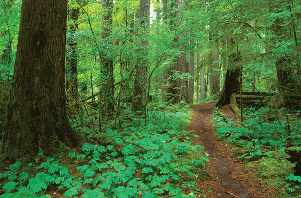 Research bears out the theory that a walk in the woods — otherwise known as "forest bathing" — can actually be good for your health and your mental outlook. Credit: Roddy Scheer, roddyscheer.com.