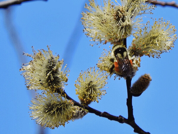 Bumble bees use willow pollen as an early spring source of food. Both willows and bumble bees thrive in cold Wisconsin, and cold Alaska. Photo by Emily Stone.
