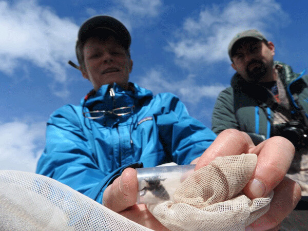 Jessica Rykken is Denali National Park’s official entomologist. During the course of her work, Jessica helped discover a new species of bumble bee. Here she examines a different kind of bee. Photo by Emily Stone. 