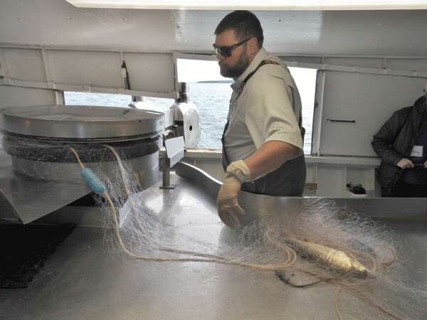 Captain Ross minds the mechanical lifter as it pulls a gillnet full of whitefish out of Lake Superior. Photo by Emily Stone.