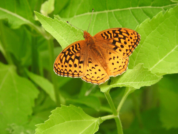 Aphrodite: The Aphrodite fritillary butterfly in habits open fields and woodland edges throughout Wisconsin. Photo by Emily Stone.