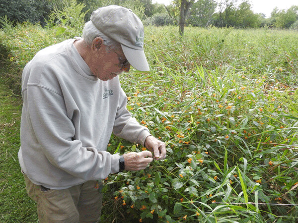 Harold Friestad has been exploring the Kishwauketoe Nature Conservancy (KNC) longer than anyone, and he still gets distracted by the exploding seed pods of jewelweed. Photo by Emily Stone.