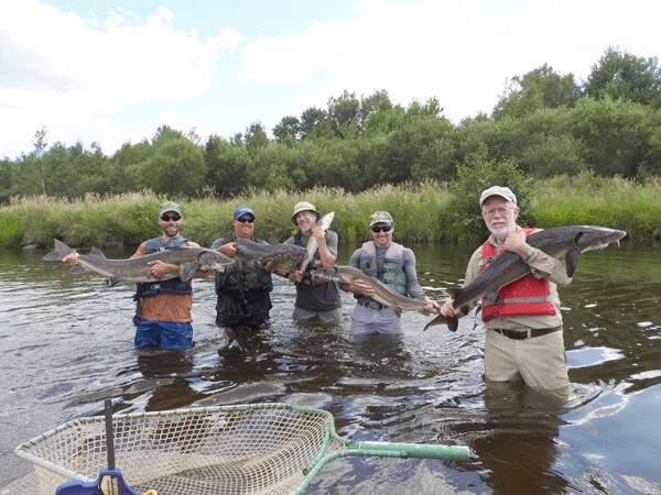 This fishing hole on the Couderay River was chock full of sturgeon. From left to right: Evan Sniadajewski, Scott Braden, Mike Lins, Jake McCusker, and Dale Crusoe. Everyone except Scott is holding a sturgeon. Scott has a catfish! Photo by Emily Stone.