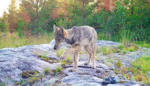 Researchers with the Voyageurs Wolf Project use remote cameras to keep track of wolf pups like this one as they grow and survive—or don’t—throughout the summer. Photo provided by the Voyageurs Wolf Project.