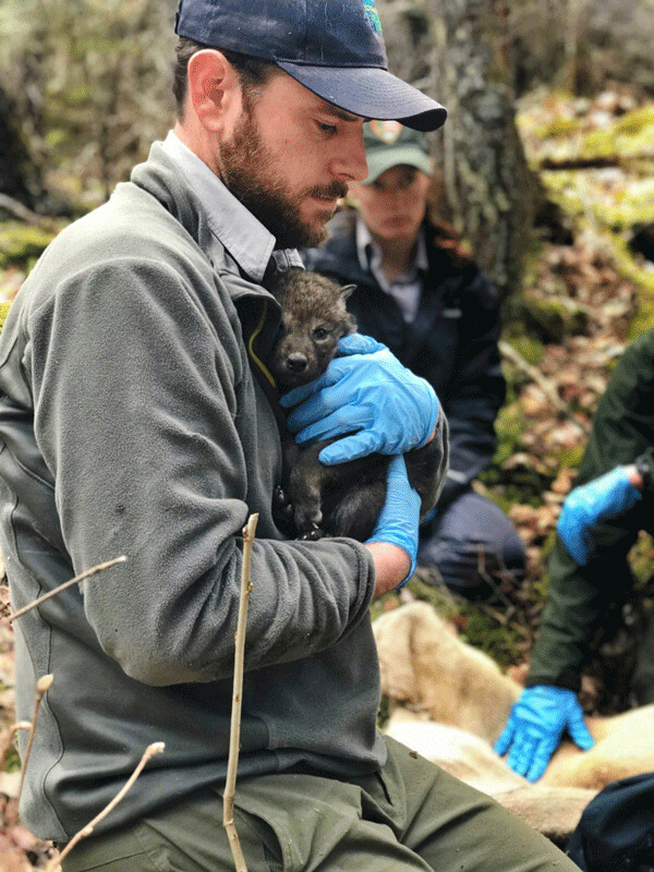 Part of the Tom Gable’s research with the Voyageurs Wolf Project includes putting ear tags on wolf pups. Photo provided by the Voyageurs Wolf Project.