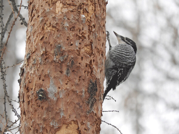 This three-toed woodpecker has found of meal of beetle larvae in this dying tamarack tree. Photo by Emily Stone.