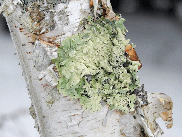 Lichens can be pale green, gray, black, yellow, or even bright orange. They can look like a leaf, a crust, or even tufts of hair. Photo by Emily Stone. 