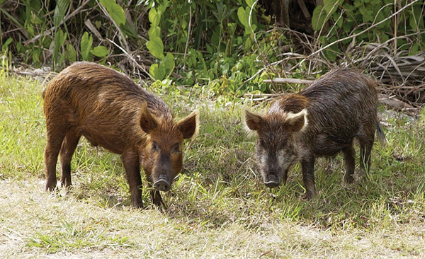 Two wild boars: The animals are hunted for food in Japan, Germany, Italy, Austria and other places where they’ve become highly contaminated with radioactive cesium-137. Major radiation releases from reactor disasters in Fukushima (2011) and Chernobyl (1986) make boars off limits not just five, but 30 years after-the-fact.