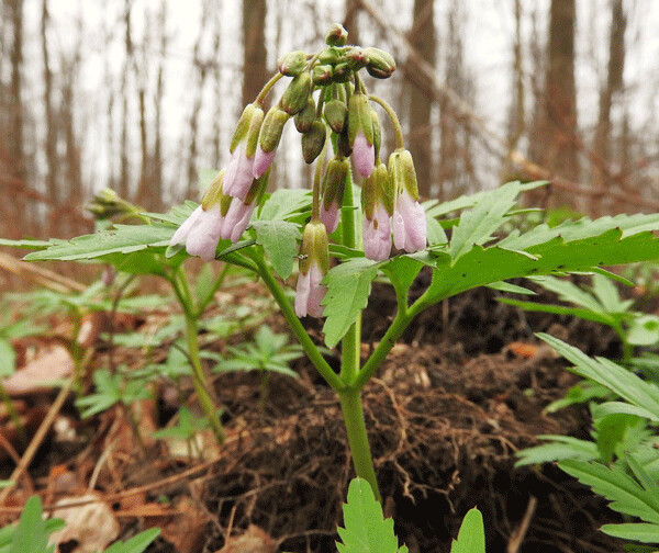 Each spring, the sugar stored in cut-leaved toothwort rhizomes fuels the growth of leaves and flowers. Photo by Emily Stone.