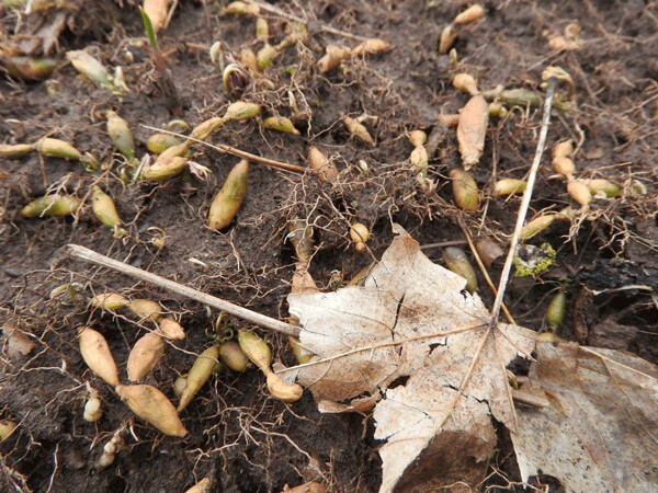 Many of the spring flowers that like to grow under maple trees survive most of the year just as underground roots, rhizomes, or bulbs. Photo by Emily Stone.