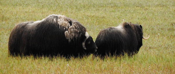 Both male and female muskoxen have horns, but males like this one grow a thick boss at the base of each horn with little space in between. Photo by Emily Stone.