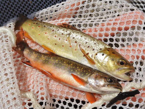 Both introduced brown trout (top) and native brook trout can be found in the upper Namekagon River and its tributaries. Photo by Emily Stone. 