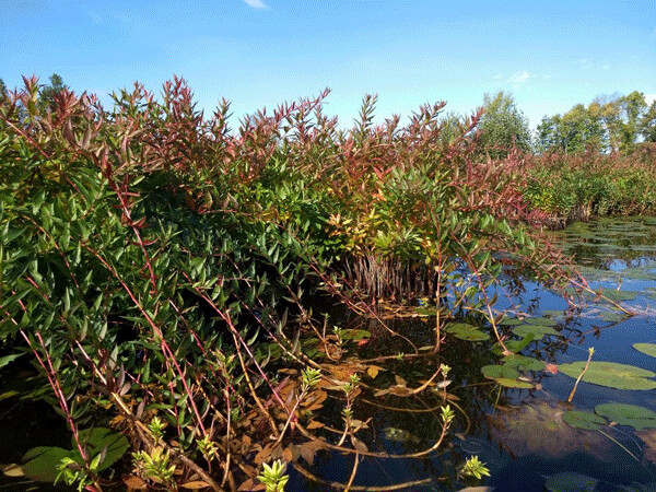 Swamp loosestrife is a native wetland plant that turns beautiful shades of pink and red in the fall. Photo by Emily Stone.