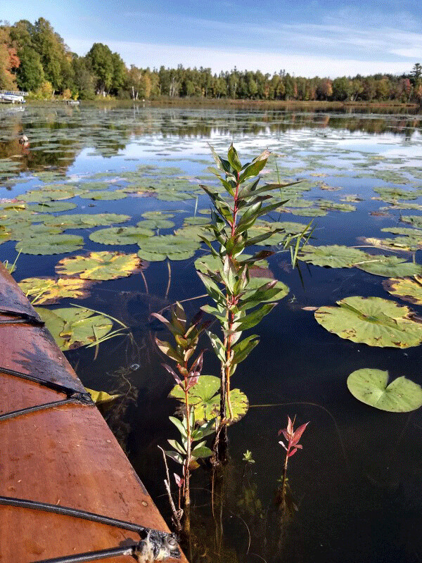 My kayak allowed me a close-up view of this new plant, and the Seek app helped me identify it. Photo by Emily Stone.